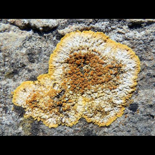 <i>Caloplaca aurantia</i> (Pers.) Hellb., 1890 © J. Vallade