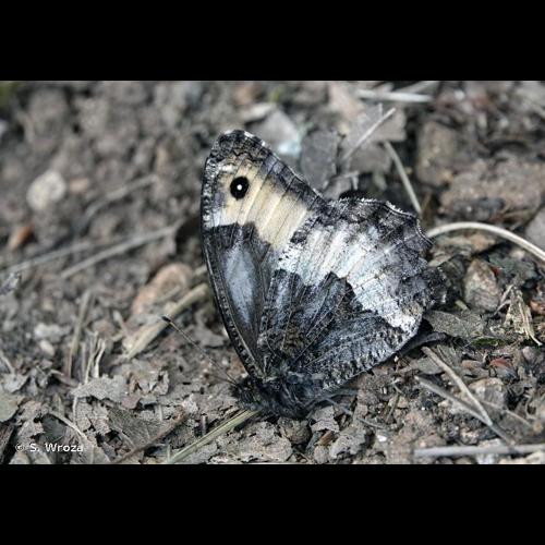 <i>Hipparchia genava</i> (Fruhstorfer, 1908) &copy; S. Wroza