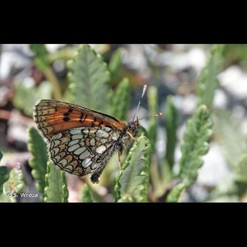 <i>Melitaea varia</i> Herrich-Schaeffer, 1851 © S. Wroza