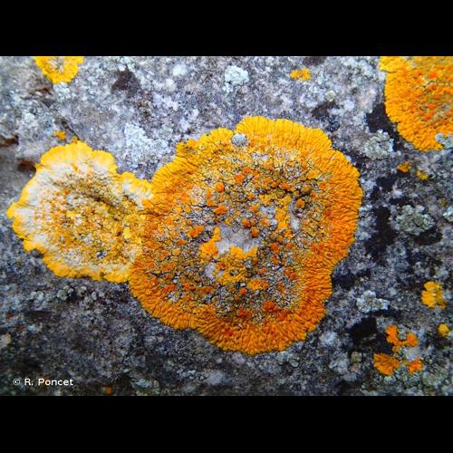 <i>Caloplaca flavescens</i> (Huds.) J.R.Laundon, 1984 © R. Poncet
