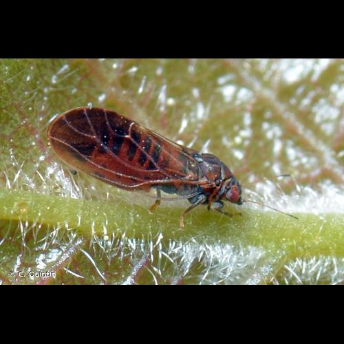 <i>Cacopsylla pruni</i> (Scopoli, 1763) © C. Quintin