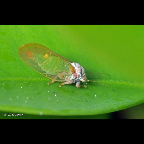 <i>Psylla buxi</i> (Linnaeus, 1758) © C. Quintin