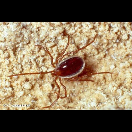 <i>Eschatocephalus vespertilionis</i> (Koch, 1844) © C. Vanderbergh