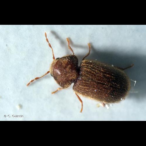 <i>Stegobium paniceum</i> (Linnaeus, 1758) © C. Quintin