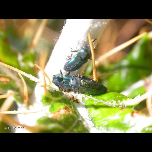 <i>Meliboeus amethystinus</i> (Olivier, 1790) © B. Calmont