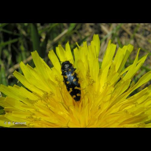 <i>Acmaeodera quadrifasciata</i> (Rossi, 1790) &copy; B. Calmont