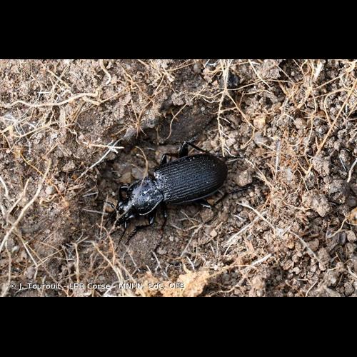 <i>Pterostichus niger</i> (Schaller, 1783) © J. Touroult - LPR Corse - MNHN, CdC, OFB