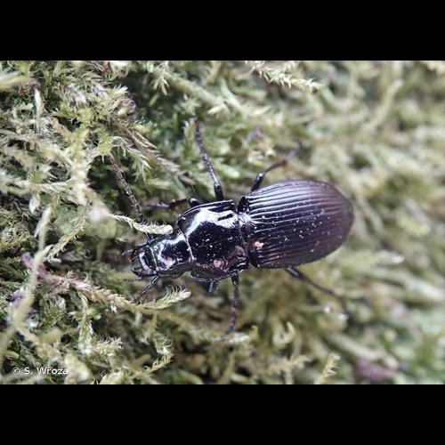 <i>Abax parallelepipedus</i> (Piller & Mitterpacher, 1783) © S. Wroza