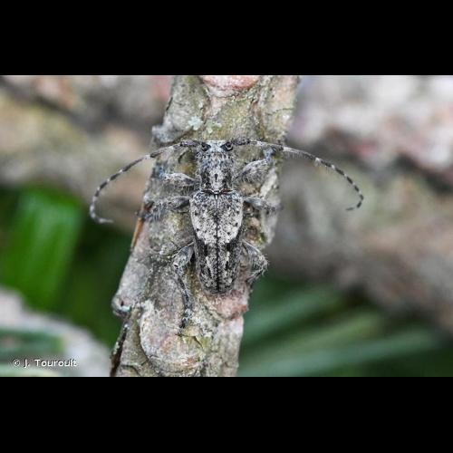 <i>Pogonocherus caroli</i> Mulsant, 1862 © J. Touroult