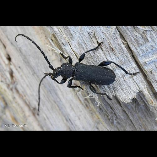 <i>Ropalopus clavipes</i> (Fabricius, 1775) © J. Touroult