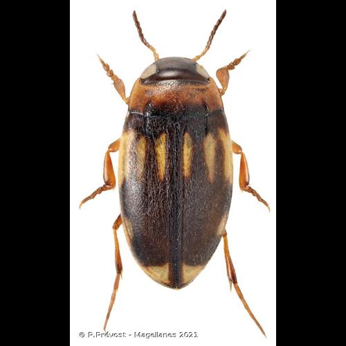 <i>Hydroglyphus geminus</i> (Fabricius, 1792) © P.Prévost - Magellanes 2021