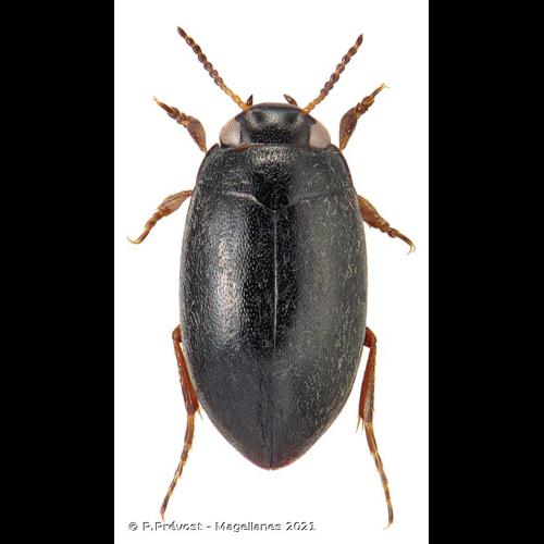 <i>Hydroporus discretus</i> Fairmaire & Ch. Brisout, 1859 &copy; P.Prévost - Magellanes 2021