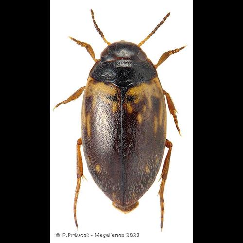 <i>Hydroporus tessellatus</i> (Drapiez, 1819) © P.Prévost - Magellanes 2021