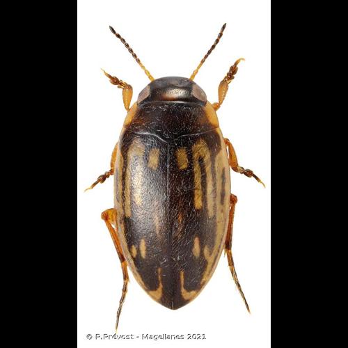 <i>Graptodytes flavipes</i> (Olivier, 1795) © P.Prévost - Magellanes 2021