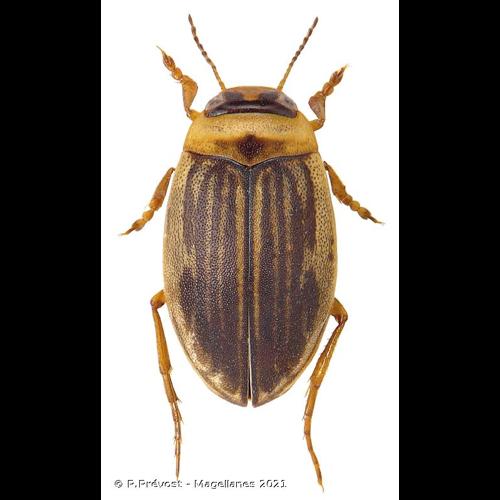 <i>Hygrotus impressopunctatus</i> (Schaller, 1783) © P.Prévost - Magellanes 2021