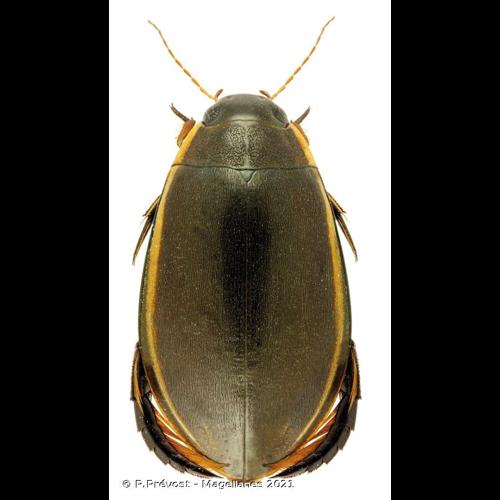 <i>Cybister lateralimarginalis</i> (De Geer, 1774) © P.Prévost - Magellanes 2021