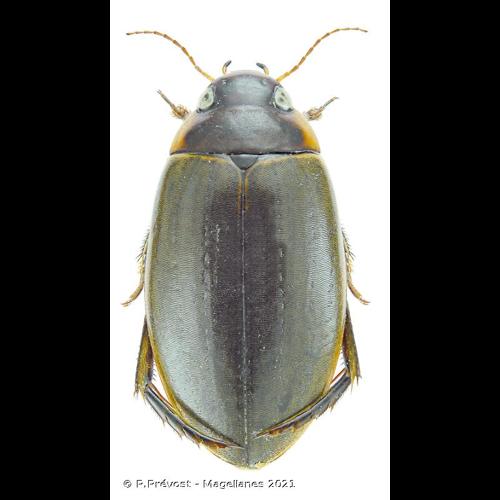 <i>Colymbetes fuscus</i> (Linnaeus, 1758) © P.Prévost - Magellanes 2021