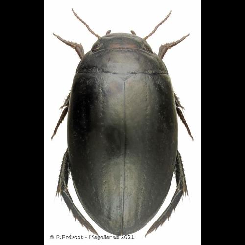 <i>Ilybius chalconatus</i> (Panzer, 1797) &copy; P.Prévost - Magellanes 2021