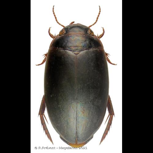 <i>Ilybius montanus</i> (Stephens, 1828) © P.Prévost - Magellanes 2021