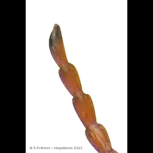 <i>Agabus biguttatus</i> (Olivier, 1795) © P.Prévost - Magellanes 2021