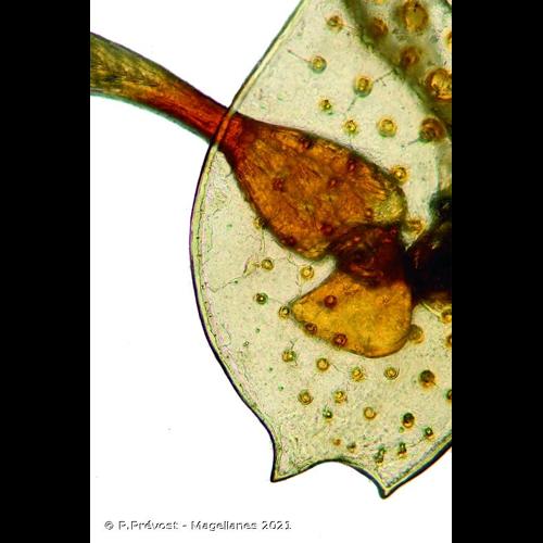 <i>Peltodytes caesus</i> (Duftschmid, 1805) © P.Prévost - Magellanes 2021