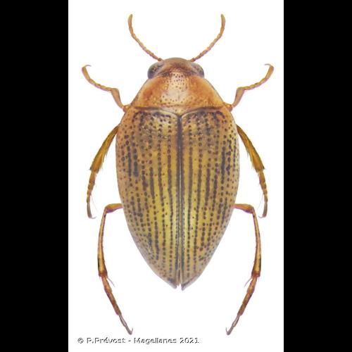 <i>Haliplus immaculatus</i> Gerhardt, 1877 © P.Prévost - Magellanes 2021