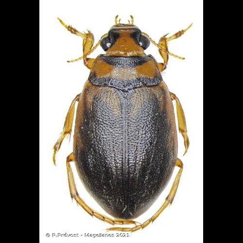 <i>Hygrobia hermanni</i> (Fabricius, 1775) &copy; P.Prévost - Magellanes 2021