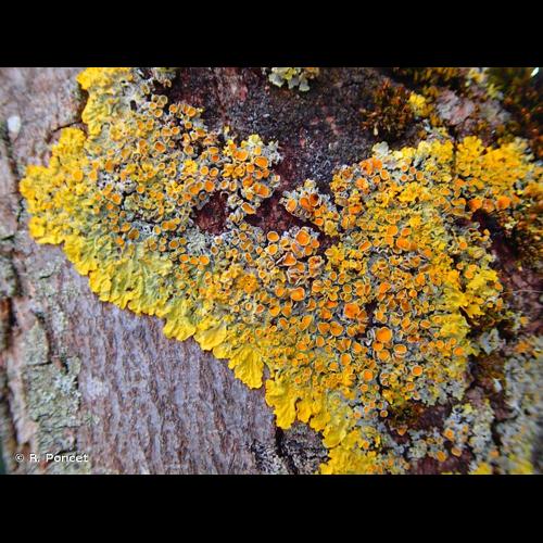 <i>Xanthoria parietina</i> (L.) Th.Fr., 1860 © R. Poncet