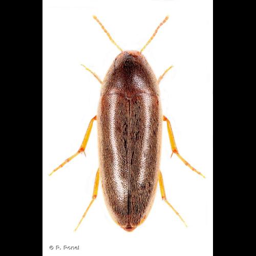 <i>Anisoxya fuscula</i> (Illiger, 1798) &copy; P. Ponel