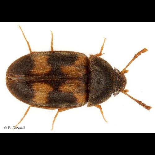 <i>Litargus balteatus</i> LeConte, 1856 © P. Zagatti