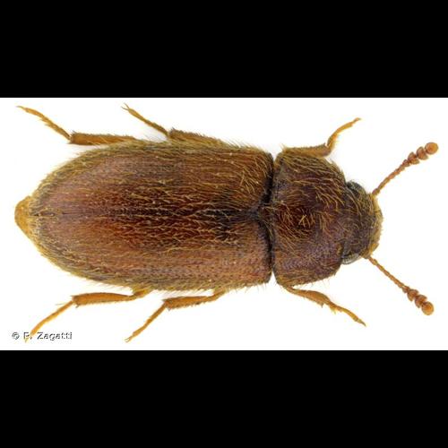 <i>Typhaea stercorea</i> (Linnaeus, 1758) © P. Zagatti