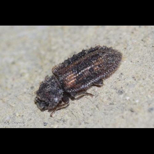 <i>Endophloeus markovichianus</i> (Piller & Mitterpacher, 1783) © J. Touroult