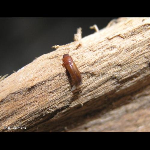 <i>Aulonium trisulcum</i> (Fourcroy, 1785) © B. Calmont