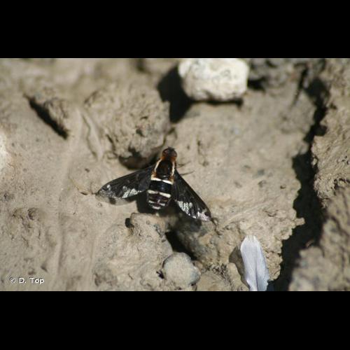 <i>Hemipenthes maura</i> (Linnaeus, 1758) © D. Top