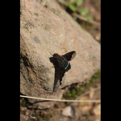 <i>Hemipenthes velutina</i> (Meigen, 1820) © D. Top