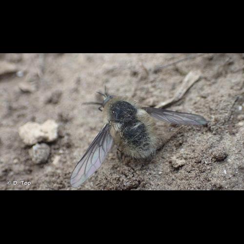 <i>Bombylius venosus</i> Mikan, 1796 &copy; D. Top