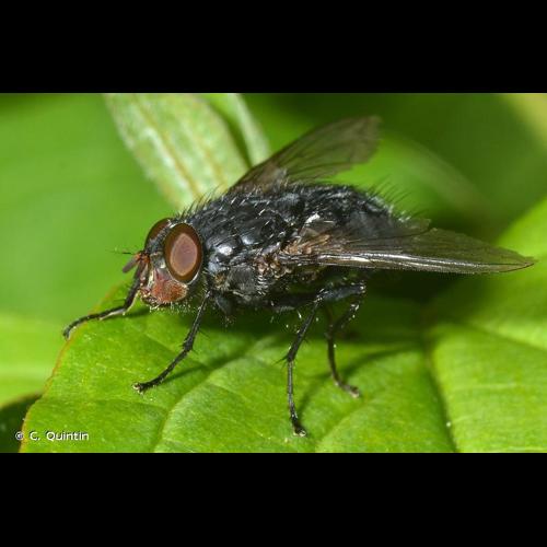 <i>Calliphora vicina</i> Robineau-Desvoidy, 1830 © C. Quintin