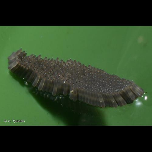 <i>Culex pipiens</i> Linnaeus, 1758 © C. Quintin