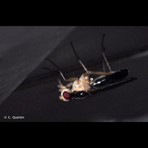 <i>Cordilura albipes</i> (Fallén, 1819) © C. Quintin