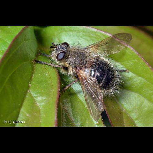 <i>Tachina ursina</i> Meigen, 1824 &copy; C. Quintin
