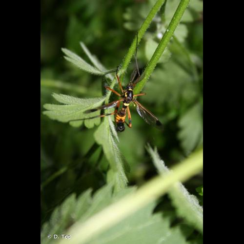 <i>Ctenophora festiva</i> Meigen, 1804 &copy; D. Top