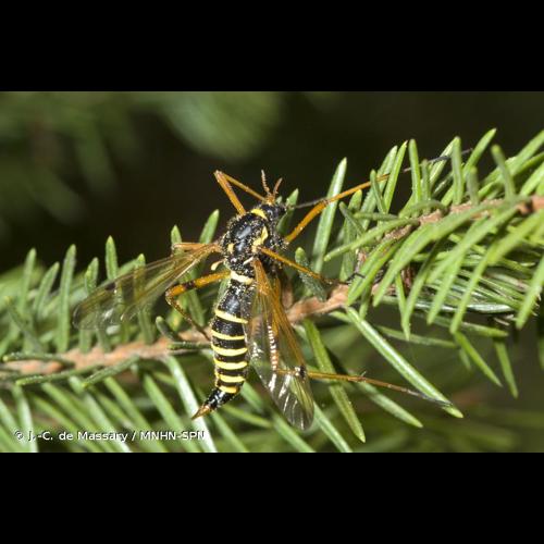 <i>Ctenophora flaveolata</i> (Fabricius, 1794) © J.-C. de Massary / MNHN-SPN