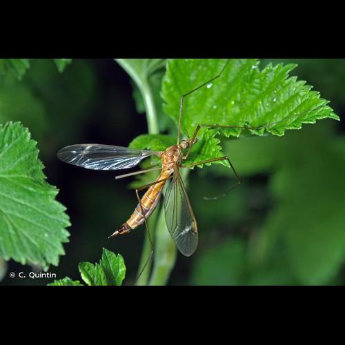 <i>Tipula lunata</i> Linnaeus, 1758 &copy; C. Quintin