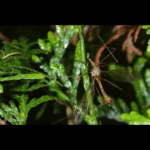 <i>Tipula oleracea</i> Linnaeus, 1758 © C. Quintin
