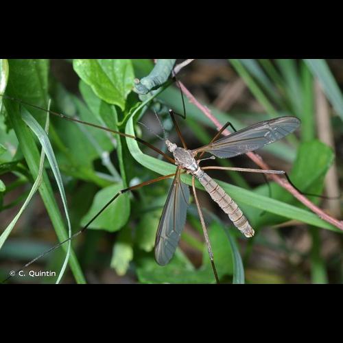 <i>Tipula paludosa</i> Meigen, 1830 © C. Quintin