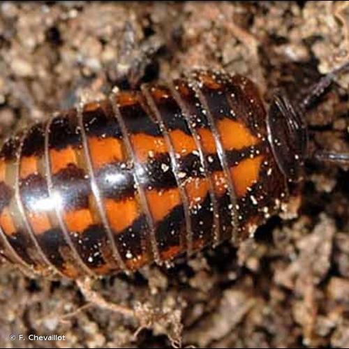 <i>Glomeris connexa</i> C.L. Koch, 1847 &copy; F. Chevaillot