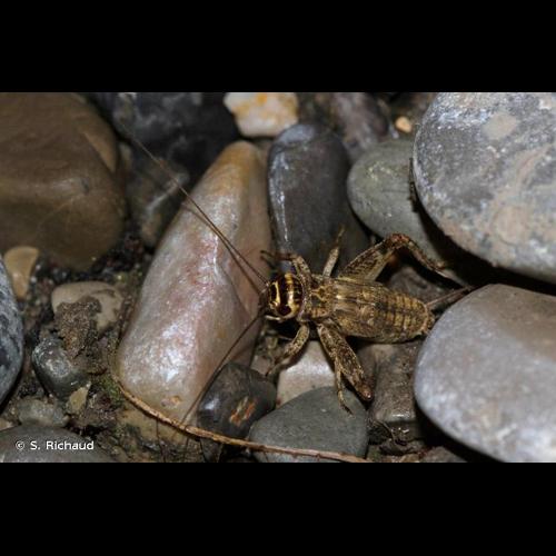 <i>Eumodicogryllus bordigalensis</i> (Latreille, 1804) &copy; S. Richaud