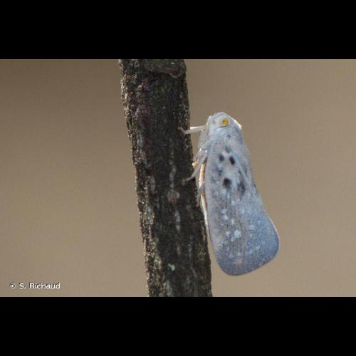 <i>Metcalfa pruinosa</i> (Say, 1830) © S. Richaud