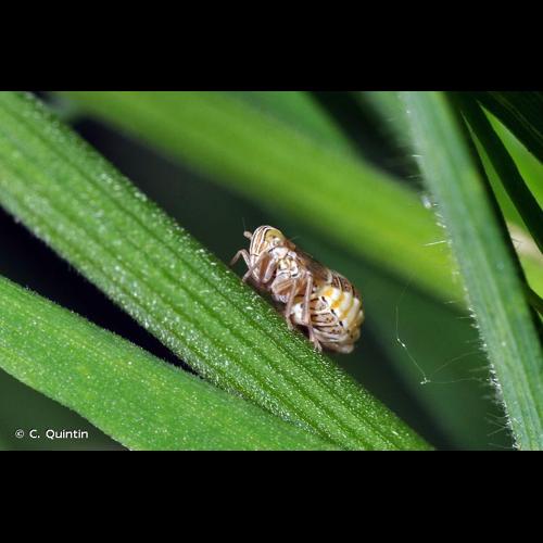 <i>Dicranotropis hamata</i> (Boheman, 1847) © C. Quintin