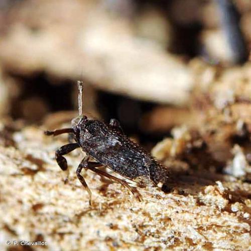 <i>Asiraca clavicornis</i> (Fabricius, 1794) &copy; F. Chevaillot